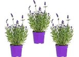 Lavandula Angustifolia ArdèChe Blue – Set Di 3 Piante Di Lavanda Ø10,5 Cm – Resistenti Al Freddo E Profumate – 10–15 Cm – Per Giardino, Balcone, Terrazza E Pascolo Delle Api