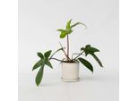 Philodendron Baumfreund – Philodendron 'Florida Green' – Pianta Rampicante Tropicale Con Steli Rossi E Foglie Uniche – Purificante Dell'aria E Facile Da Curare – Per Interni E Mezz'ombra – Altezza 20-30 Cm – Ø 12 Cm
