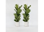Ficus Lyrata – 2 Piante – Ficus Lyrata – Grande Pianta Tropicale Da Appartamento Con Foglie Xxl – Purificante Dell'aria, Facile Da Curare E Robusta – Altezza 70-90 Cm – Ø 21 Cm