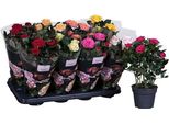 Miscela Di Rose In Vaso 3 Piante Di Diversi Colori - Mini Rose Dalla Fioritura Abbondante Per Balconi, Terrazze, Giardini E Interni - Piante Di Rose In Vaso Di Facile Manutenzione - Crescita Compatta E Decorativa