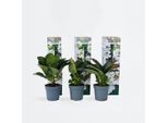 Ortensia Hydrangea – Set Da 6 Hydrangea Macrophylla Teller 'Benxi' – Ortensia A Piatto Con Infiorescenze Rosa Brillante – Fioritura Estiva Di Lunga Durata – Adatta Agli Insetti, Resistente Al Freddo E Facile Da Curare – Altezza 25-40 Cm – Ø 9 Cm