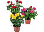 Set Di 3 Vasi Rosa Bling Mix – Piante Fiorite Rosa ⌀12 Cm – Altezza 20-30 Cm – Piante Da Balcone, Terrazzo E Da Interno Facili Da Curare – Fioritura Di Lunga Durata