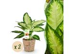 Dieffenbachia Camilla – 2 Piante – 45–50 Cm – 17 Cm – Piante Da Appartamento Facili Da Curare Con Foglie Screziate Di Verde Crema – Set Di Piante Decorative Con Cesto Incluso Per Interni Moderni