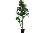 Ficus Lyrata Artificiale 150 Cm – Grande Pianta Decorativa Di Fico Violino – Pianta Da Interno Che Non Richiede Cure, Ideale Per Soggiorno, Ufficio E Reception