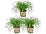 Erba Gatta, Set Da 3 Cyperus Zumula – Già Cresciuta, 20-25 Cm – Piante Da Appartamento Adatte Agli Animali Domestici – Pianta Ombreggiante Per Gatti – Facile Da Curare E Decorativa