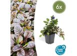 Ajuga Reptans – 6 Piante – ↕10-25 Cm – Ø9 Cm – Coprisuolo – Mezza Ombra E Ombra – Fioritura E Facile Manutenzione