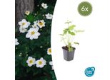 Anemone Giapponese Autunnale Anemone Hyb. 'Honorine Jobert' – ↕10-25 Cm – Ø9 Cm – 6 Piante – Fioritura Autunnale – Facile Da Curare – Sole E Penombra