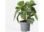Pianta Zebra – Aphelandra Squarrosa 'Botanica' – Altezza 25-45 Cm – Ø 13 Cm – Pianta Da Appartamento Esotica Con Fiori Gialli – Pianta Verde Decorativa Per Casa E Ufficio