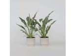 Giglio Della Pace – Set Da 2 Spathiphyllum 'Diamond' – Pianta Con Foglie Bianche E Verdi – Pianta Da Interno Che Purifica L'aria Con Fiori Eleganti – Facile Da Curare E Decorativa – Altezza 40-50 Cm – Ø 12 Cm