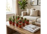 Set Mini Cactus – 9 Cactus – Ø 5,5 Cm – Altezza 5–10 Cm – Piante Da Appartamento Facili Da Curare – Piccoli Cactus Per Davanzali, Uffici E Soggiorni