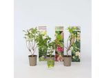 Ortensia Hydrangea – 3 Piante – Hortensia Paniculata Mix (Pink Lady, Phantom, Silver Dollar) – Altezza 25–35 Cm – Ø 9 Cm – Fiori Bianchi E Rosa – Pianta Da Giardino Resistente Al Freddo Per Aiuole E Vasi