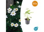 Anemone Giapponese Autunnale Anemone Hyb. 'Honorine Jobert' – ↕10-25 Cm – Ø9 Cm – 60 Piante – Fioritura Autunnale Bianca – Facile Da Curare – Sole E Mezz'ombra