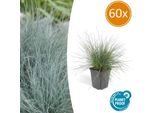 Fescella Blu – Festuca Glauca 'Elijah Blue' – ↑10-25 Cm – Ø9 Cm – 60 Piante – Erba Ornamentale Blu-Grigia, Facile Da Curare E Attraente Tutto L'anno – Pianta Da Giardino Roccioso E Da Aiuola