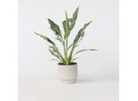 Giglio Della Pace – Spathiphyllum 'Diamond' – Pianta Con Foglie Bianche E Verdi – Pianta Da Interno Che Purifica L'aria Con Fiori Eleganti – Facile Da Curare E Decorativa – Altezza 40-50 Cm – Ø 12 Cm