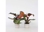 Philodendron Baumfreund – Set Da 2 Philodendron 'Sun Light' – Pianta Tropicale Da Interno Con Foglie Rosse – Purificante Dell'aria E Facile Da Curare – Per Soggiorno, Ufficio E Giardino D'inverno – Altezza 20-30 Cm – Ø 12 Cm