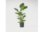 Strelitzia, Fiore Dell'uccello Del Paradiso – Strelitzia Nicolai – Pianta Da Appartamento Esotica Con Grandi Foglie Verdi – Elemento Decorativo Tropicale Per Soggiorno E Ufficio – Altezza 150–170 Cm – Ø 28 Cm