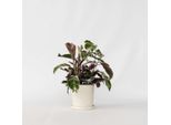 Calathea Korbmarante – Calathea Lietzei 'White Fusion' – Altezza 30-40 Cm – Ø 14 Cm – Pianta Da Appartamento Rara Con Variegatura Bianco-Verde Ed Effetto Purificante Dell'aria