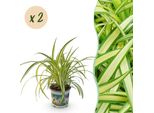 Chlorophytum Comosum Variegatum – 2 Piante – Ø12Cm Altezza 25–30Cm – Erba Portafortuna Con Bordi Delle Foglie Color Crema – Pianta Da Appartamento Adatta Agli Animali Domestici