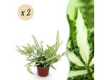Pteris Cretica Albolineata Felce Alata – 2 Piante – Ø12Cm Altezza 28–30Cm – Felce Colorata Con Foglie Bianche – Pianta Da Appartamento Adatta Agli Animali Domestici