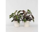 Calathea Korbmarante – 2 Piante – Calathea Lietzei 'White Fusion' – Altezza 30-40 Cm – Ø 14 Cm – Pianta Da Appartamento Rara E Purificatrice Dell'aria Con Foglie Bianche E Verdi