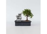 Bonsai Con Cascata E Pietre Zen – Altezza 25–35 Cm – Ø 29 Cm – Bonsai Di 5 Anni Con Sistema Easy Care E Indicatore Del Livello Dell'acqua – Decorazione Meditativa Per La Stanza E Idea Regalo