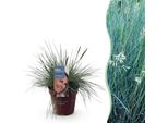 Erba Ornamentale Festuca Glauca Intense Blue – Sempreverde E Resistente Al Freddo – Altezza Circa 50 Cm – 17 Cm – Resistente Alla Siccità, Per Aiuole E Vasi
