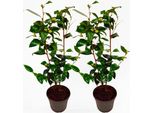 Rosa Giapponese – 2 Piante – Camellia Japonica 'Brushfield’S Yellow' – Altezza 50-60 Cm – ⌀15 Cm – Camelia Sempreverde Con Fiori Bianchi E Centro Giallo – Pianta Da Giardino Resistente Al Freddo Per Zone In Penombra
