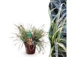 Erba Ornamentale Carice Carex Oshimensis Everest – Variegata Bianco-Verde – Sempreverde E Resistente Al Freddo – Altezza Circa 50 Cm – 17 Cm – Facile Da Curare Per Aiuole E Vasi