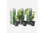 Vite – 3 Piante – Vitis Vinifera 'Chardonnay' – Altezza 25-40 Cm – ⌀9 Cm – Uva Da Tavola Bianca E Vite – Pianta Rampicante Resistente All'inverno Per Giardino E Terrazza