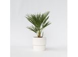Palma Di Montagna – Chamaerops Humilis – Altezza 50-60 Cm – ⌀15 Cm – Palma Europea A Ventaglio, Resistente Al Freddo E Compatta – Pianta Da Giardino E Da Terrazzo Di Facile Manutenzione