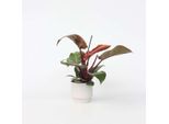 Philodendron Baumfreund – Philodendron 'Sun Light' – Pianta Tropicale Da Interno Con Foglie Rosse – Purificante Dell'aria E Facile Da Curare – Per Soggiorno, Ufficio E Giardino D'inverno – Altezza 20-30 Cm – Ø 12 Cm