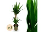 Yucca Elephantipes – 120 Cm – ø19 Cm – Palmetto Facile Da Curare Con Foglie Strette – Pianta Da Appartamento Robusta Per Ambienti Luminosi E Semiombreggiati – Elegante Pianta Verde Per Soggiorno E Ufficio