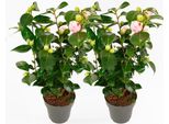 Rosa Giapponese – 2 Piante – Camellia Japonica 'Bonomiana' – Altezza 50-60 Cm – ⌀15 Cm – Camelia Sempreverde Con Fiori Bianco-Rosa – Pianta Da Giardino Resistente Al Freddo Per Zone In Penombra