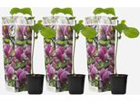 Magnolia – 3 Piante – Magnolia 'Susan' – Altezza 25-40 Cm – ⌀9 Cm – Rosa Scuro Fioritura Precoce – Pianta Da Giardino Resistente Al Freddo Per Aiuole, Terrazze E Balconi