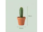 Mini Mix Di Cactus – 12 Piante – Vasi In Terracotta Ø 8,1 Cm – Altezza 5–10 Cm – Piante Da Appartamento Facili Da Curare – Set Di Cactus Per Davanzale, Ufficio E Soggiorno