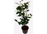 Rosa Giapponese – Camellia Japonica 'Brushfield’S Yellow' – Altezza 50-60 Cm – ⌀15 Cm – Camelia Sempreverde Con Fiori Bianchi E Centro Giallo – Pianta Da Giardino Resistente Al Freddo Per Zone In Penombra
