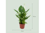 Spathiphyllum Einblatt – 4 Piante – Ø12 Cm – Altezza 35–40 Cm – Pianta Da Appartamento Che Purifica L'aria – Fiori Bianchi – Ideale Per La Casa E L'ufficio