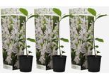 Magnolia Magnolia – 3 Piante – Magnolia 'Stellata' – Altezza 25-40 Cm – ⌀9 Cm – Magnolia Stellata Con Fiori Bianchi Profumati – Arbusto Ornamentale Resistente Al Freddo Per Giardini E Cortili