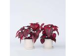 Foglia Di Sangue – 2 Piante Iresine Herbstii 'Rich Red Star' – Altezza 20-30 Cm – Ø 13 Cm – Piante Da Appartamento Esotiche Con Fogliame Rosso-Verde – Facili Da Curare E Decorative Per Interni E Balconi