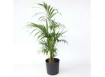 Palma Kentia – Howea Forsteriana – Altezza 130–140 Cm – Ø 21 Cm – Elegante Palma Da Interno Facile Da Curare – Pianta Verde Che Purifica L'aria Per Il Soggiorno E L'ufficio