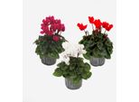 Cyclamen – Set Da 3 Cyclamen Persicum – Altezza 10–20 Cm – Ø 9 Cm – Piante Da Appartamento A Fioritura Invernale Nei Colori Rosa, Rosso E Bianco – Facili Da Curare E Decorative Per Interni E Balconi