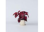 Foglia Di Sangue – Iresine Herbstii ‘Rich Red Star’ – Altezza 20–30 Cm – Ø 13 Cm – Pianta Da Appartamento Esotica Con Fogliame Rosso-Verde – Facile Da Curare E Decorativa Per Interni E Balconi