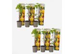 Piante Di Lamponi – 6 Piante – Rubus Idaeus 'Fallgold' – Altezza 25-40 Cm – ⌀9 Cm – Lamponi Giallo Oro – Piante Di Bacche Dolci E Resistenti All'inverno Per Giardini, Balconi E Aiuole Rialzate