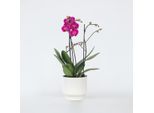 Orchidea Farfalla Phalaenopsis – Phalaenopsis Multiflora Viola – Altezza 35–45 Cm – Ø 12 Cm – Elegante Pianta Da Appartamento Con 3 Rami Fioriti – Orchidea A Fioritura Lunga E Di Facile Cura Per La Casa E L'ufficio