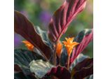 Calathea Crocata – 2 Piante – Ø14 Cm – Altezza 40–45 Cm – Pianta Da Appartamento Con Fiori Arancioni – Fiori Esotici – Ama L'umidità