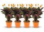 Calathea Crocata – 4 Piante – Ø14 Cm – Altezza 40–45 Cm – Pianta Da Appartamento Con Fiori Arancioni – Ama L'umidità Dell'aria Ed è Decorativa