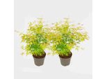 Acero Giapponese – 2 Piante – Acer Palmatum ‘Orange Lace’ – Altezza 60–70 Cm – Ø 19 Cm – Acero Ornamentale Con Fogliame Arancione – Pianta Da Giardino Resistente Al Freddo E Di Facile Manutenzione, Adatta Per Vasi E Aiuole