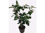 Rosa Giapponese – Camellia Japonica ‘Bonomiana’ – Altezza 50–60 Cm – Ø 15 Cm – Pianta Da Giardino Sempreverde Con Fiori Bianco-Rosa – Camelia Resistente Al Freddo Per Giardini, Terrazze E Balconi