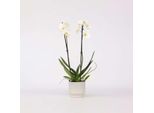 Orchidea Farfalla Phalaenopsis – Bianca – Altezza 50–60 Cm – Ø 12 Cm – Elegante Pianta Da Appartamento Con 2 Germogli Fiorali – Orchidea Longeva E Facile Da Curare Per La Casa, L'ufficio E Come Idea Regalo