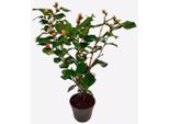 Rosa Giapponese – Camellia Japonica 'Dr. King' – Altezza 50-60 Cm – ⌀15 Cm – Pianta Da Giardino Sempreverde Con Fiori Rosa-Rossi – Camelia Resistente Al Freddo Per Vasi E Giardini